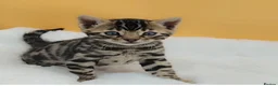 Bengal cats for sale: Beautiful Bengal kittens  - Advert 14