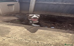 Mixed Breed dogs for sale: Bulldog x Staffie for rehoming.  - Image 13