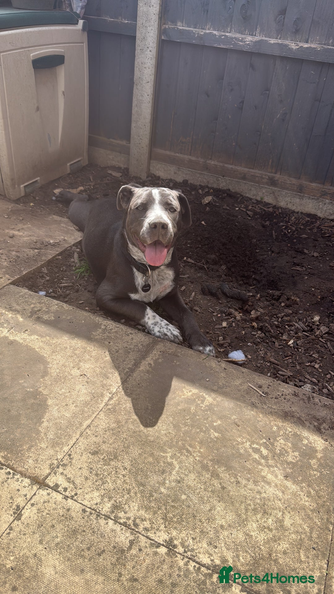 Mixed Breed dogs for sale: Bulldog x Staffie for rehoming.  - Image 13