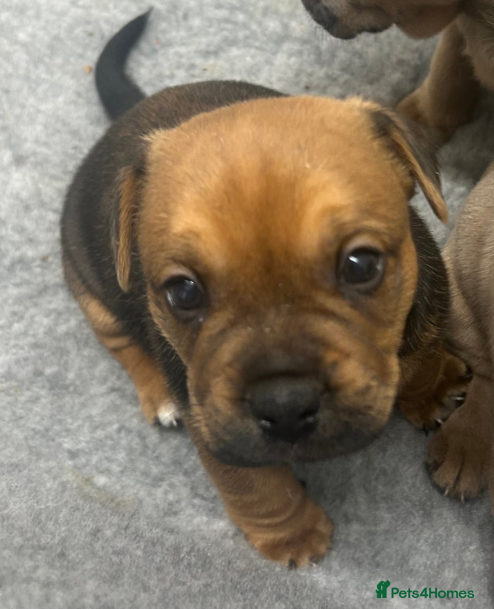 Mixed Breed dogs Jack Russell x French bulldog  - Advert 11