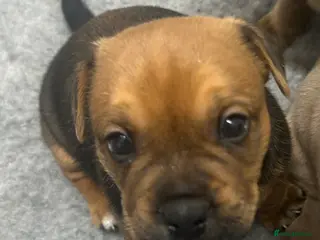 Mixed Breed dogs Jack Russell x French bulldog - Advert 11