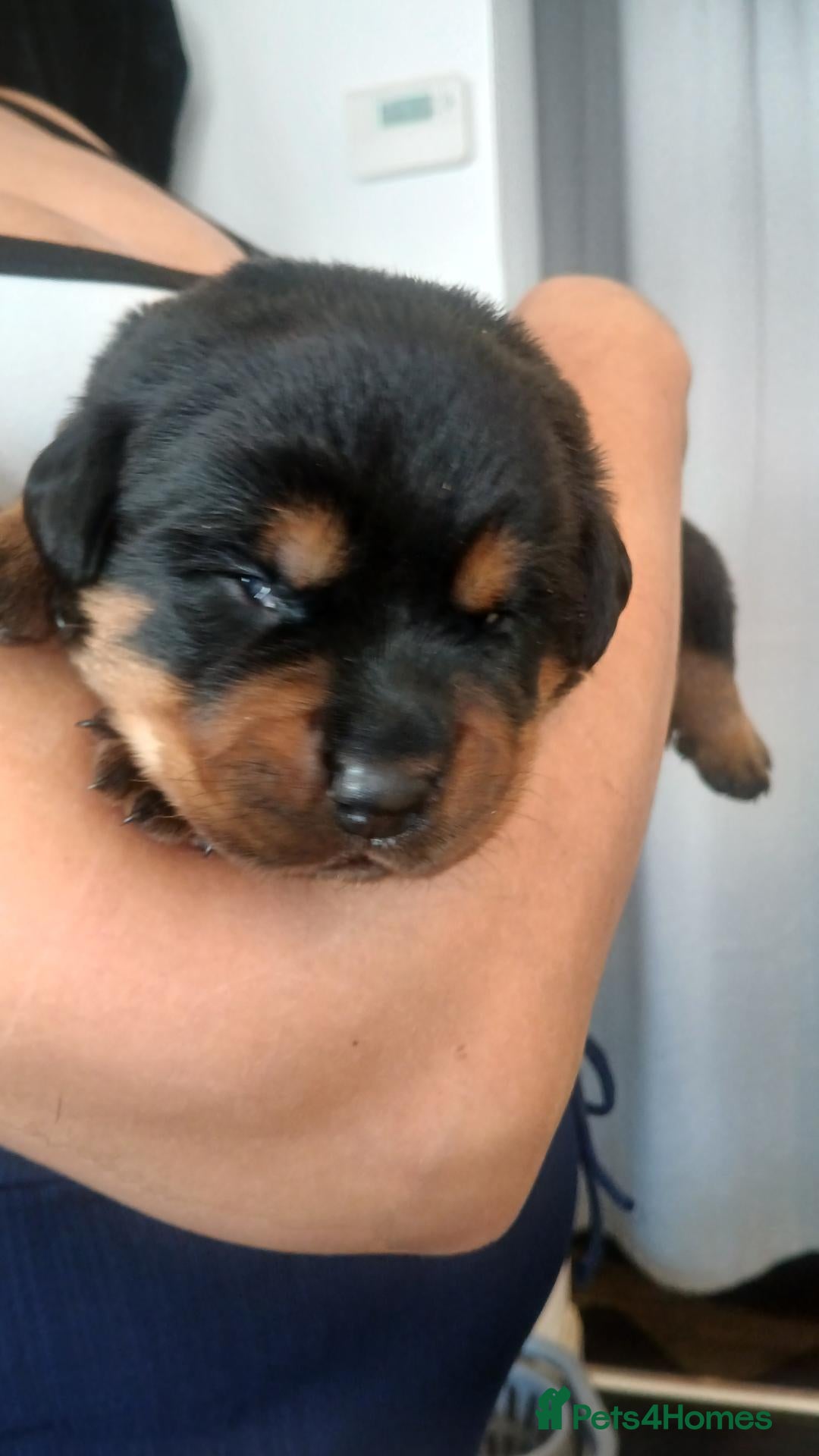 Rottweiler dogs Rottweiler puppy 1 boy  - Advert 5