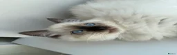 Ragdoll cats for sale: Male ragdoll for sale - Advert 6