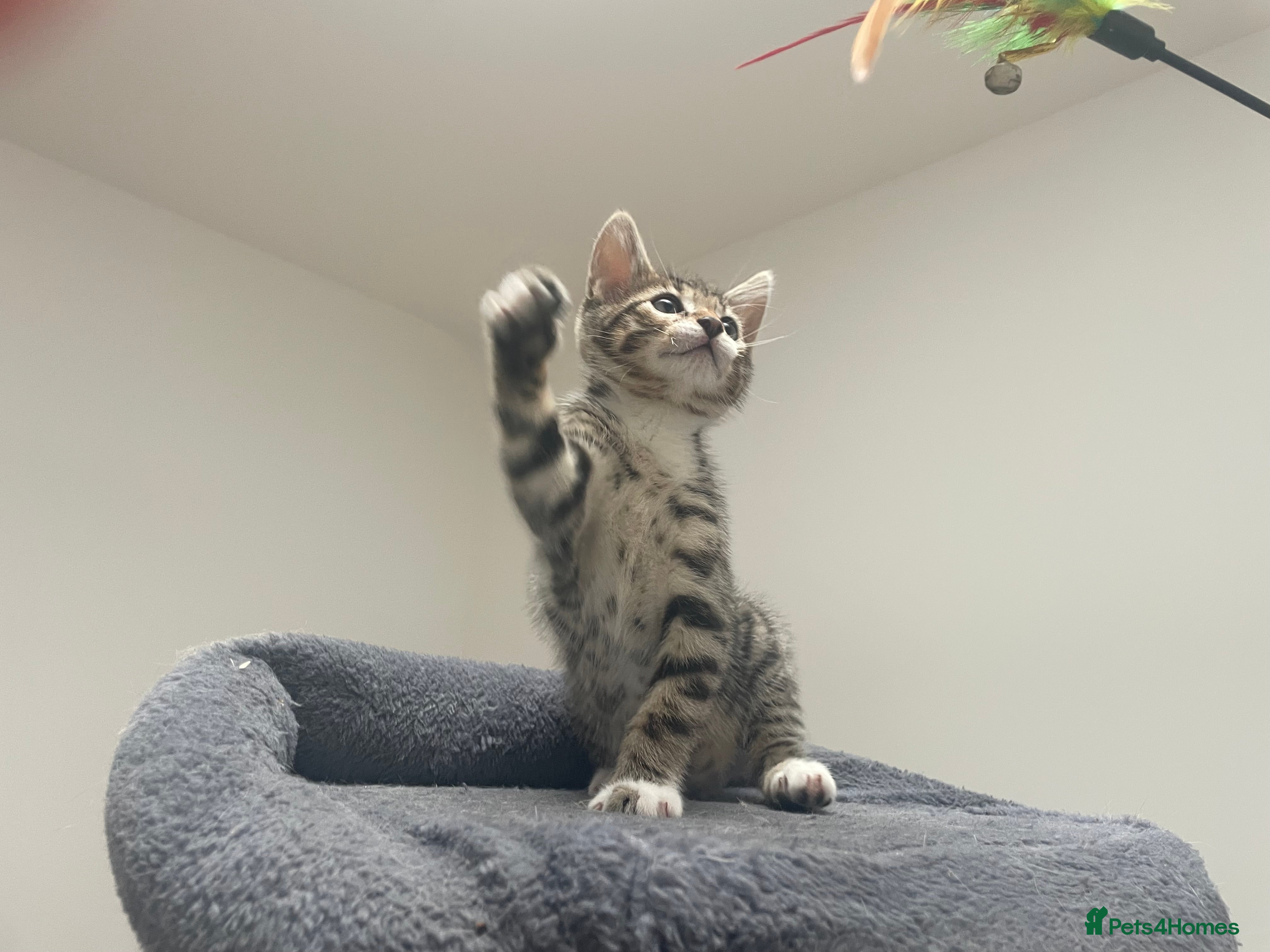 Milo 