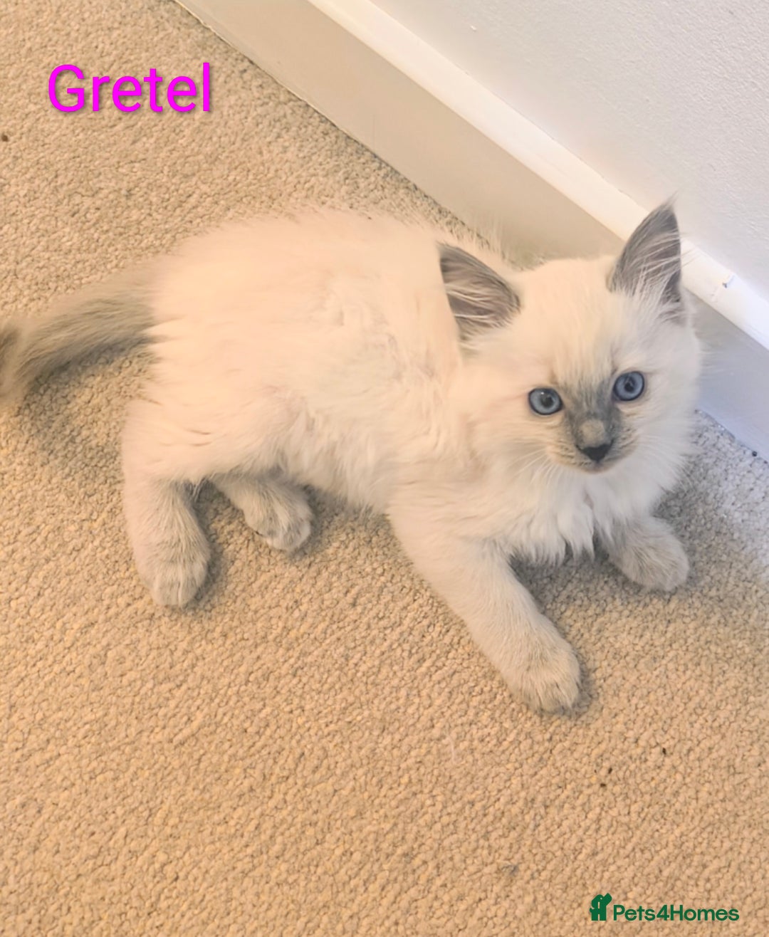 Ragdoll cats for sale: Pure bred Blue- Mitted Seal Point ragdoll kittens  - Advert 4