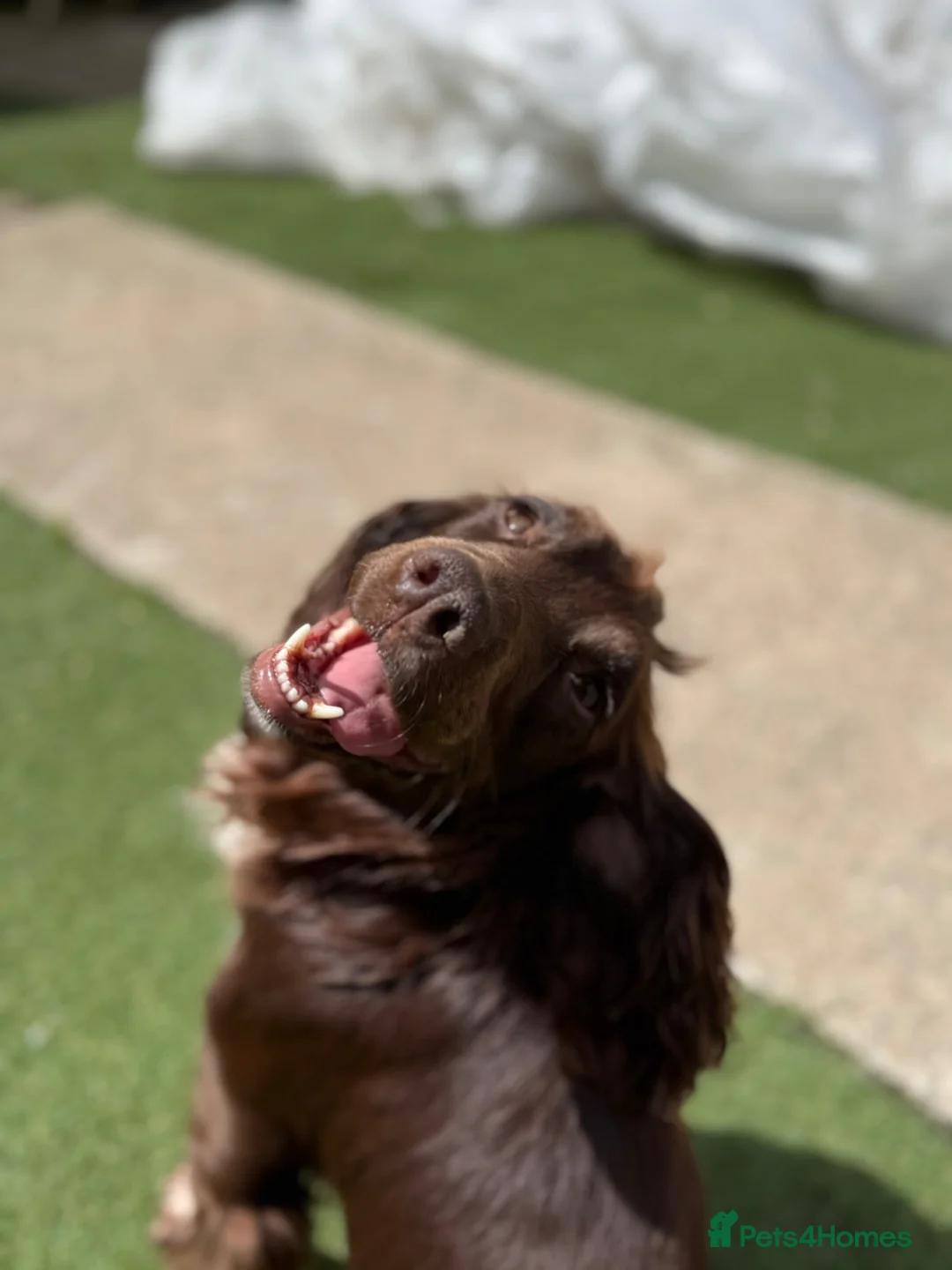 Sprocker dogs for sale: Female liver and white Sprocker  - Advert 2