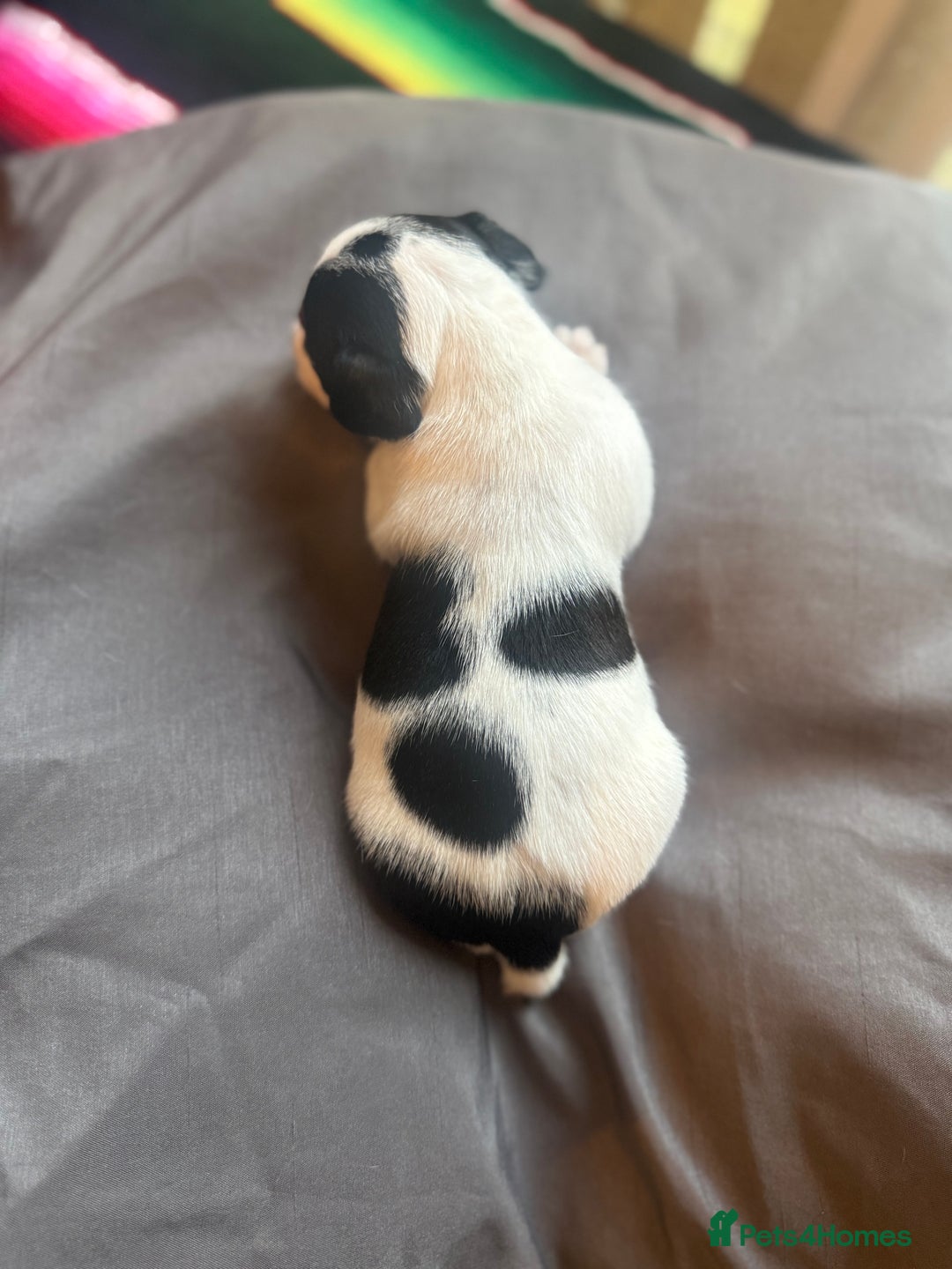 Jack Russell dogs for sale: Beautiful Jack Russell Litter - Image 29