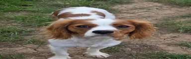 Cavalier King Charles Spaniel 1