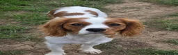 Cavalier King Charles Spaniel dogs for sale: K.C Registered adult cavalier girl - Advert 2