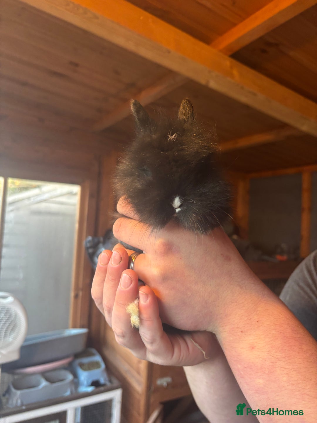 Lionhead rabbits for sale: Lion head bunnies available 🐰 - Advert 3