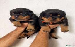Rottweiler dogs for sale: Stunning male & female Rottweiler pups  - Image 3