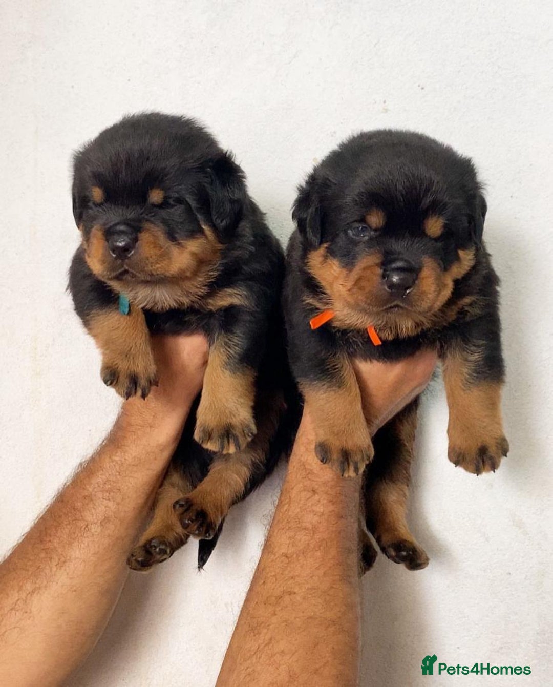 Rottweiler dogs for sale: Stunning male & female Rottweiler pups  - Image 3