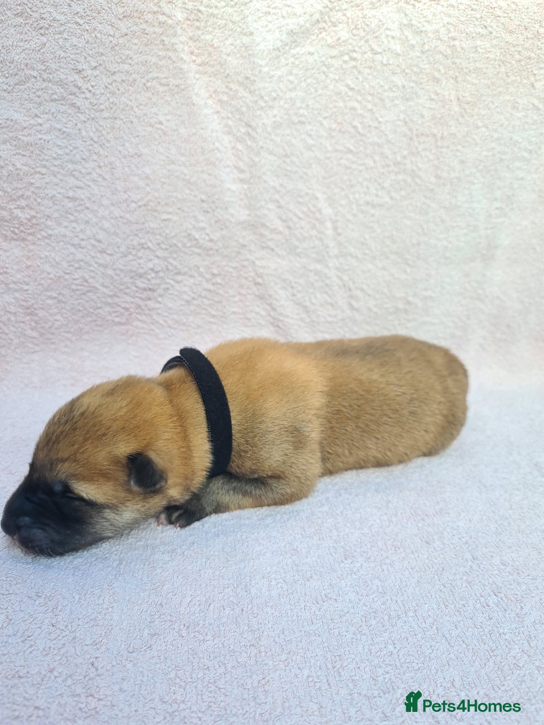 Mixed Breed dogs for sale: Czech Wolfdog × Akita/Malamute Puppies - Image 21