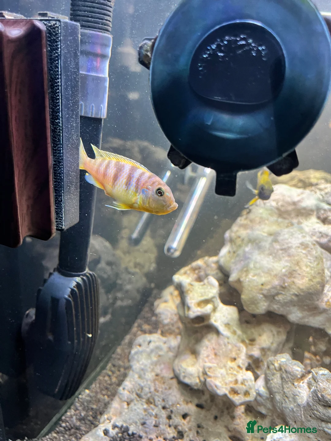 Cichlids fish for sale: Mbuna ob and demasoni cichlids in Manchester - Advert 3