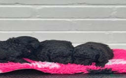 Miniature Poodle dogs for sale: DNA H/Tested Miniature poodle  - Image 17