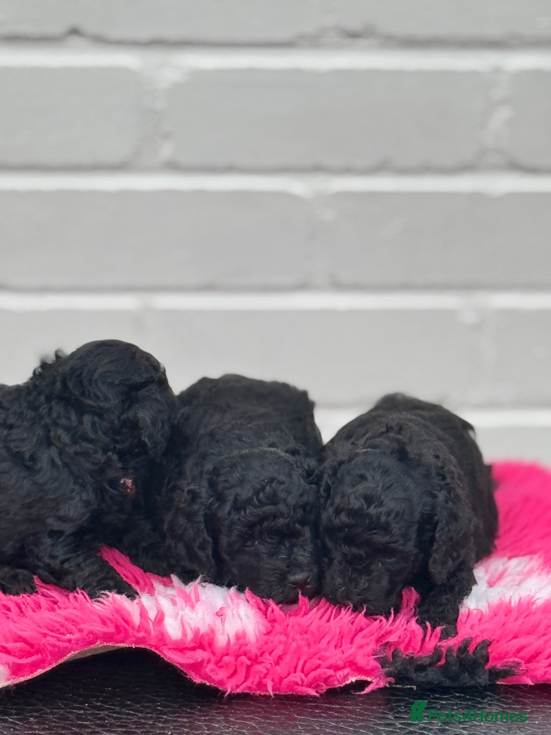 Miniature Poodle dogs for sale: DNA H/Tested Miniature poodle  - Image 17