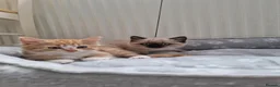 Mixed Breed cats for sale: Kitten - Advert 3