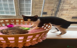 Mixed Breed cats for sale: Male kitten - Advert 15