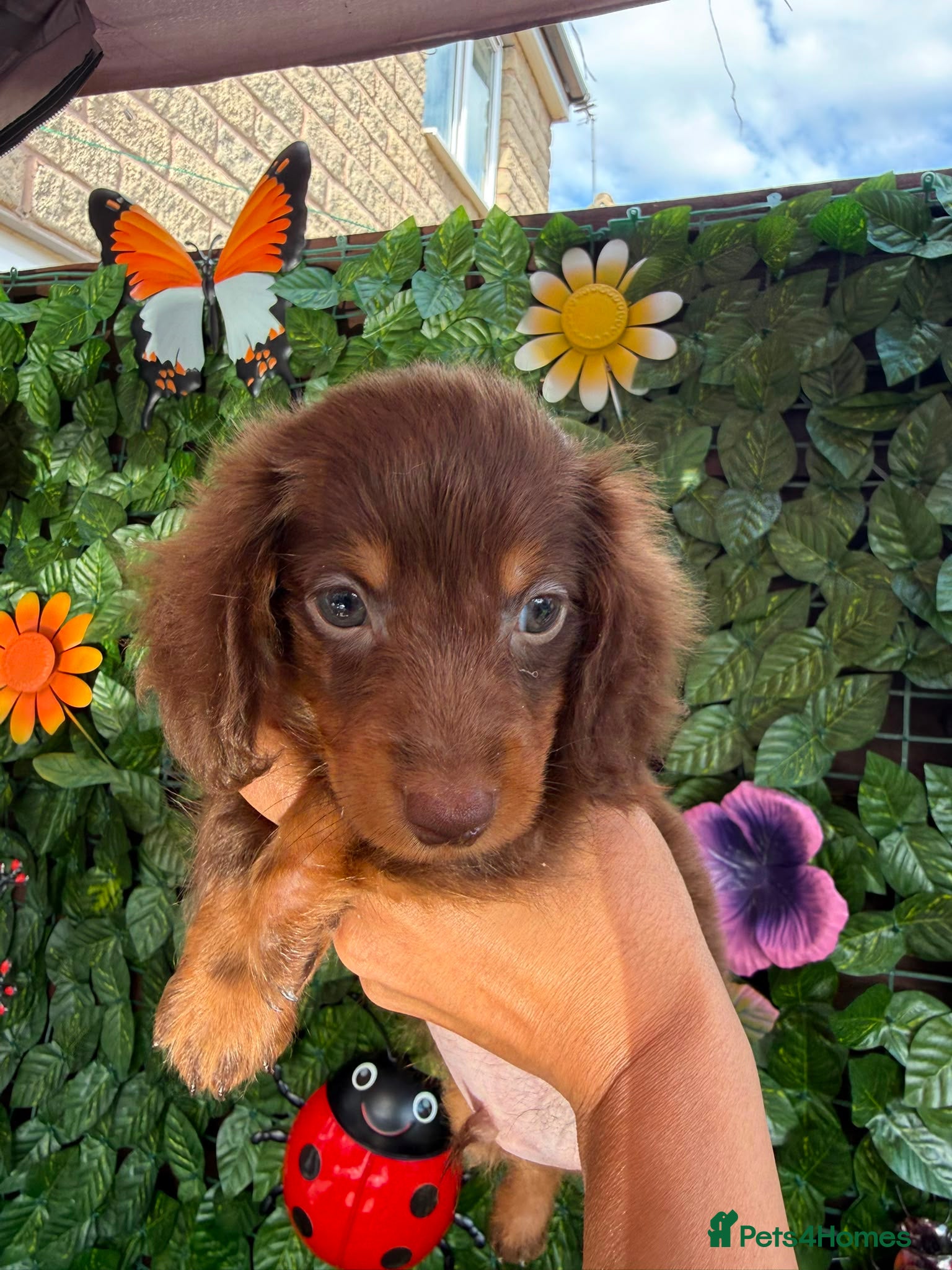 Dachshund dogs READY TO LEAVE! 🥰Long hair gorgeous puppies😍🥰 - Advert 3