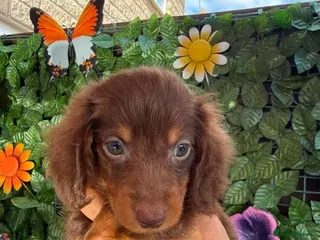 Dachshund dogs READY TO LEAVE!🥰 1 GORGEOUS BOY LEFT AVAILABLE🥰 - Advert 6
