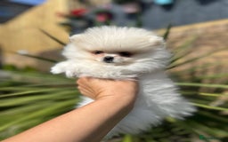 Pomeranian dogs for sale: Quality girl ready now PRINCESS 💕 - Image 4
