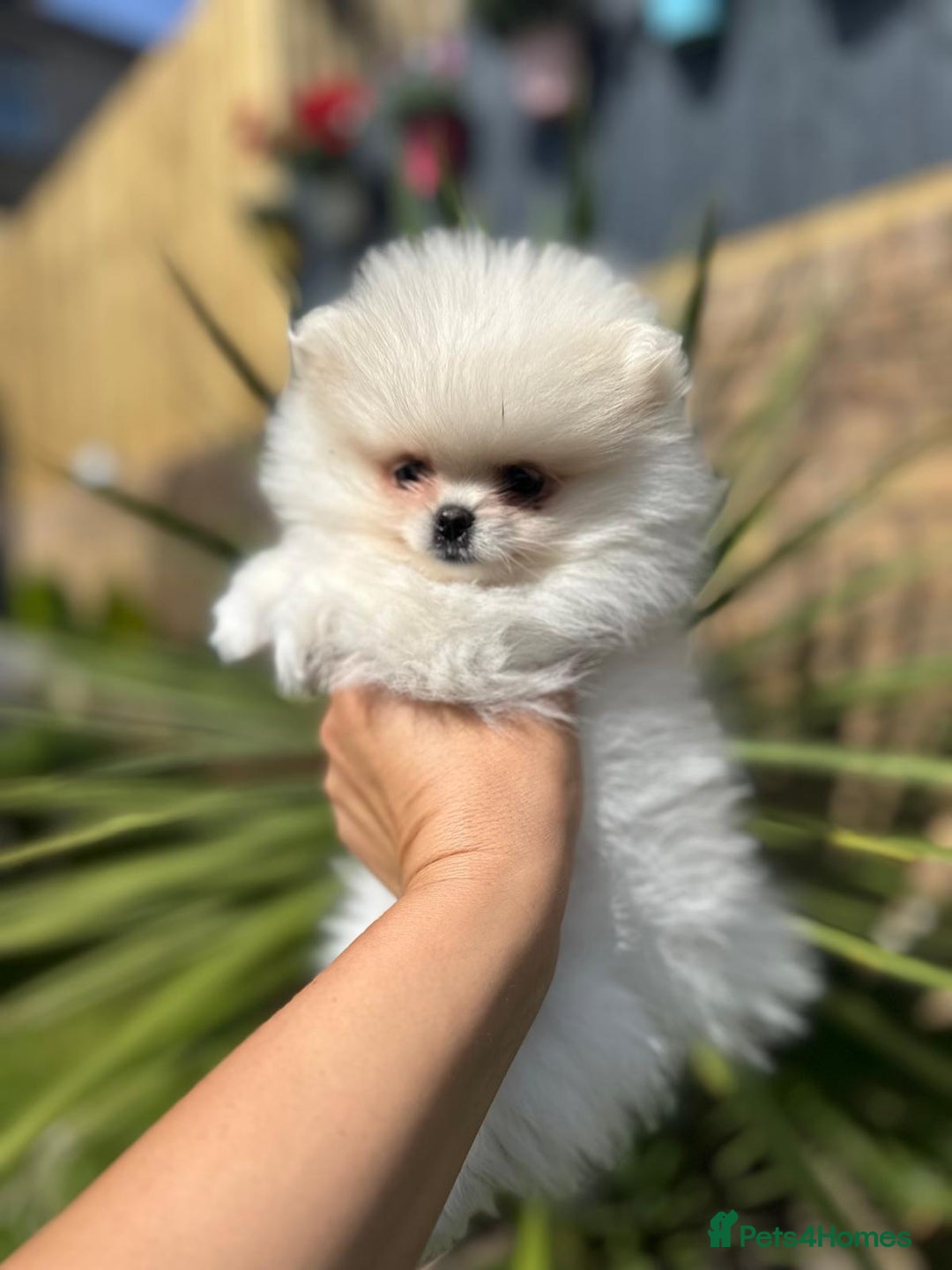 Pomeranian dogs for sale: Quality girl ready now PRINCESS 💕 - Image 4