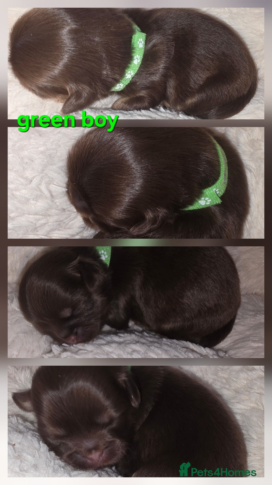 Shih Tzu dogs Imperial Chocolate Shih Tzu puppies - Advert 2
