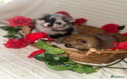 Pomeranian dogs for sale: Merle miniature Pomeranians  - Image 3