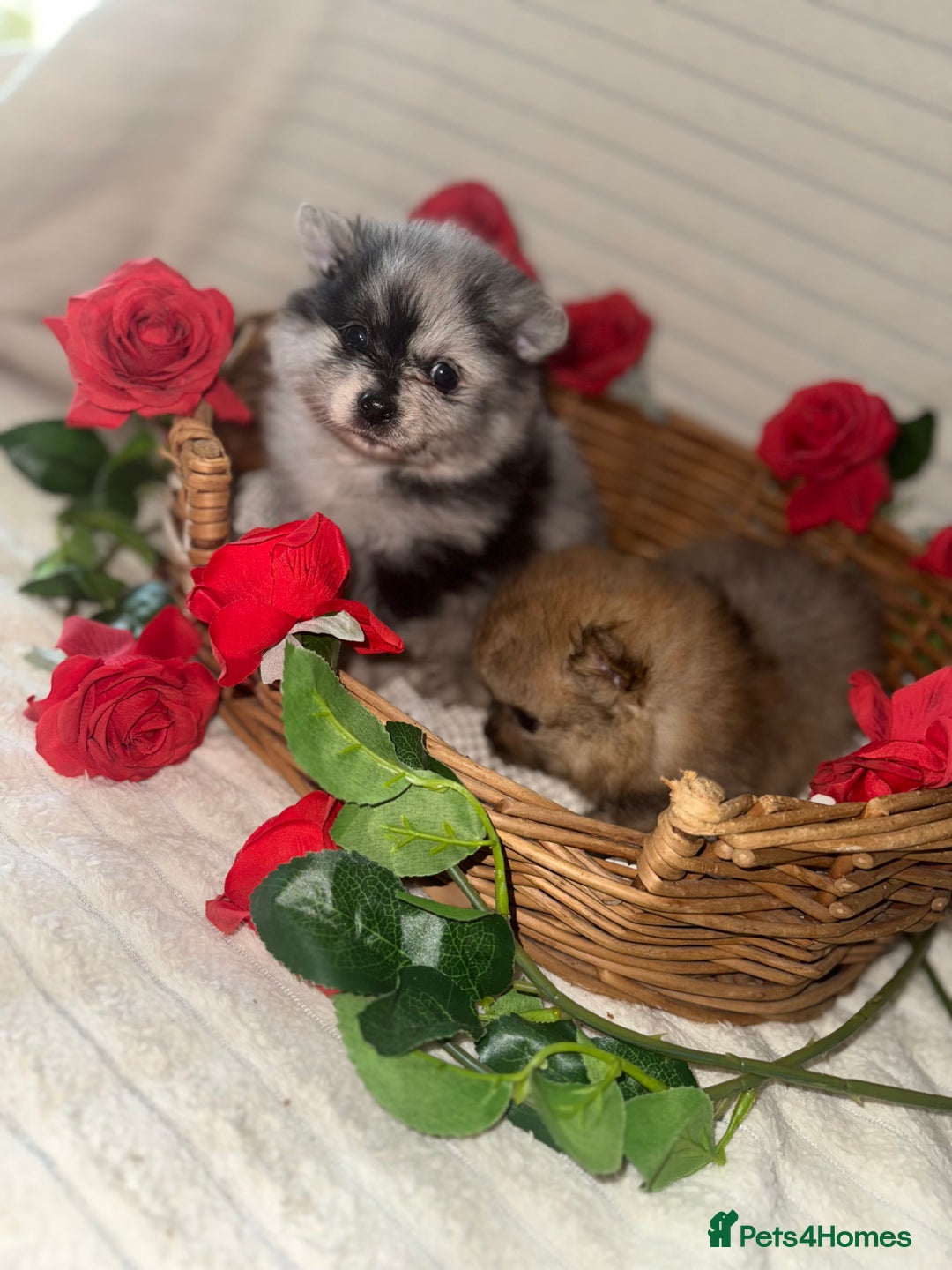 Pomeranian dogs for sale: Merle miniature Pomeranians  - Image 3