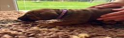 Rhodesian Ridgeback dogs for sale: 5 Star Council Registered Breeder M022667 - Advert 12
