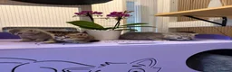 British Shorthair cats for sale: BSH chinchila 💝💝🌟🌟🌟🌟🌟🥇🥇🥇🥇 - Advert 9