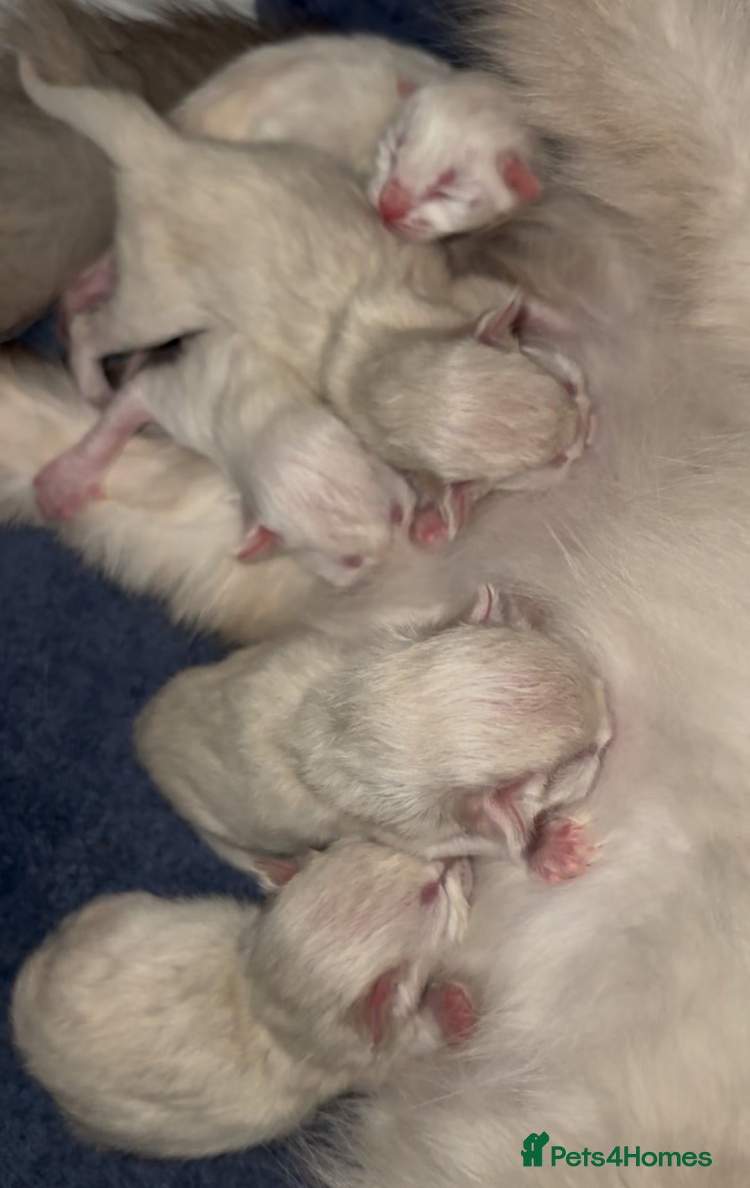 Ragamese cats for sale: Ragamese - Ragdoll x Siamese adorable kittens  - Image 9