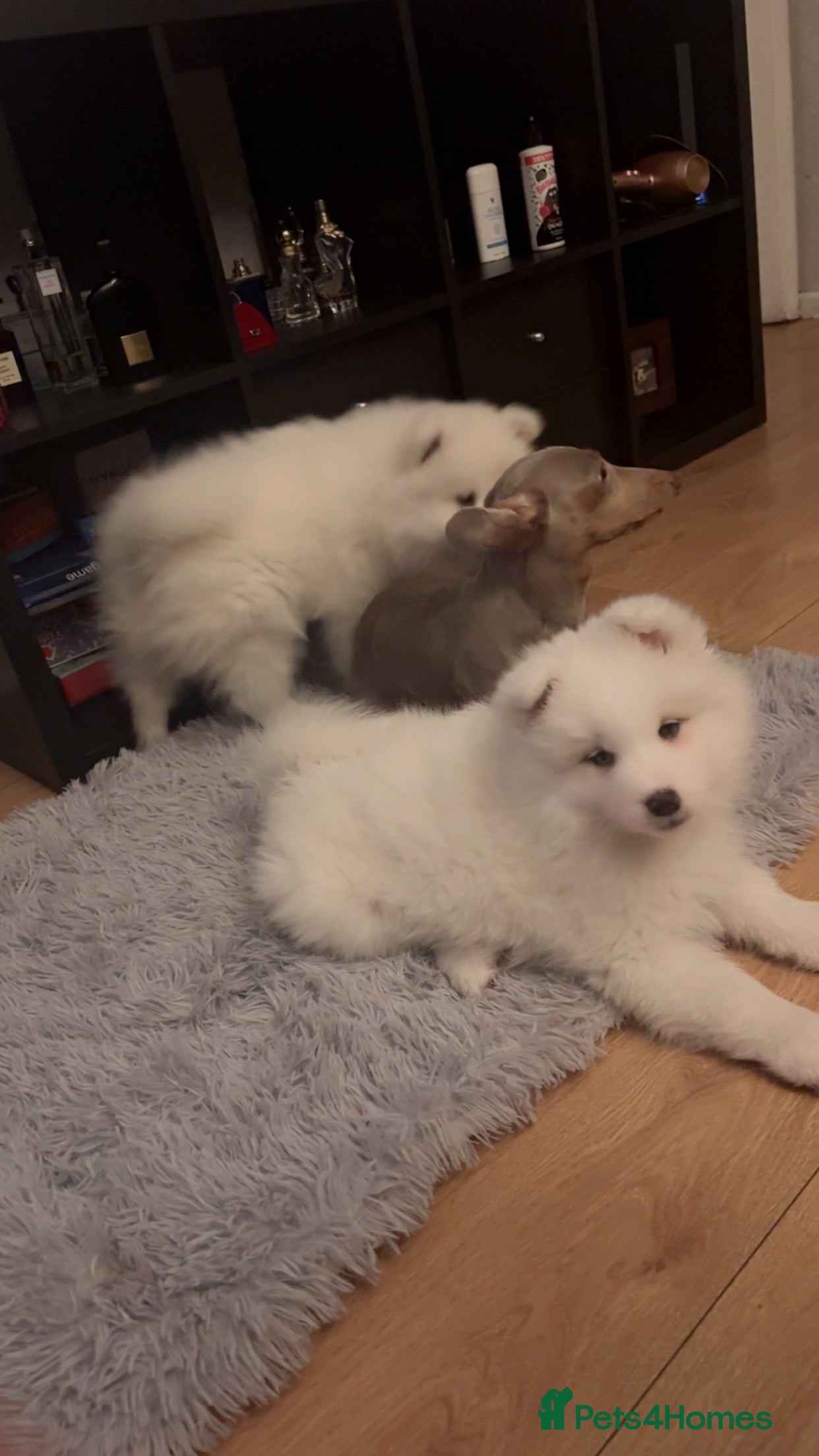 Samoyed dogs Small Paws, Big Dream Waiting fir Love ❤️❤️❤️❤️ - Advert 16