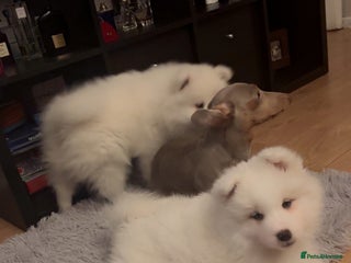 Samoyed dogs Small Paws, Big Dream Waiting fir Love ❤️❤️❤️❤️ - Advert 16