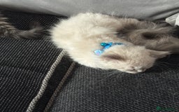 British Shorthair cats for sale: Beautiful BSH 2 male 1 female  - Image 29
