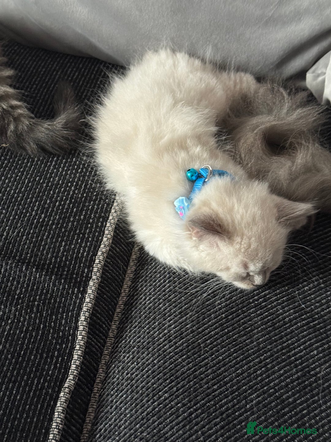 British Shorthair cats for sale: Beautiful BSH 2 male 1 female  - Image 29