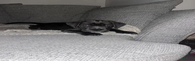 Cane Corso 1