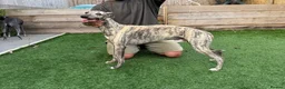Whippet dogs for sale: Beautiful Whippet Puppies  - Advert 4