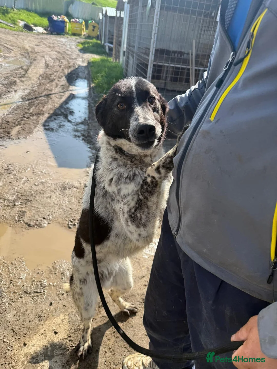 Mixed Breed dogs for adoption: Conga - Norwich Norfolk  - Advert 22
