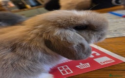 Mini Lop rabbits for sale: Minilop doe - Image 6