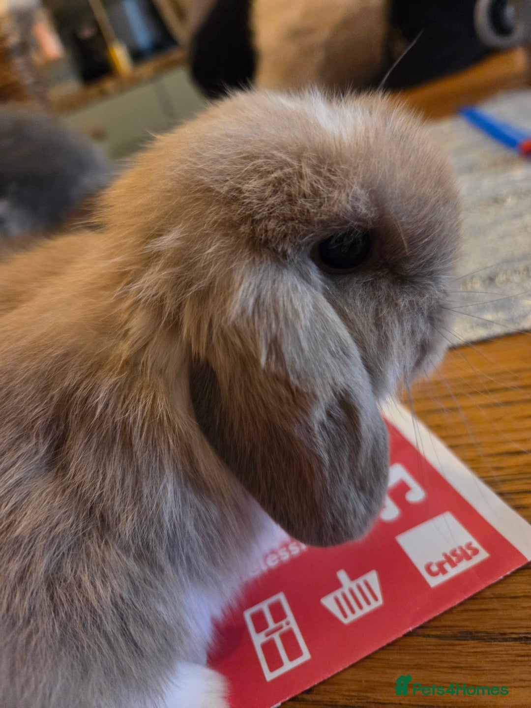Mini Lop rabbits for sale: Minilop doe - Image 6