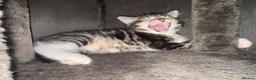 Mixed Breed cats for sale: Mixed breed kittens looking for new home  - Advert 9