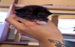 Domestic Shorthair cats for sale: Tabby kittens for sale - Image 18