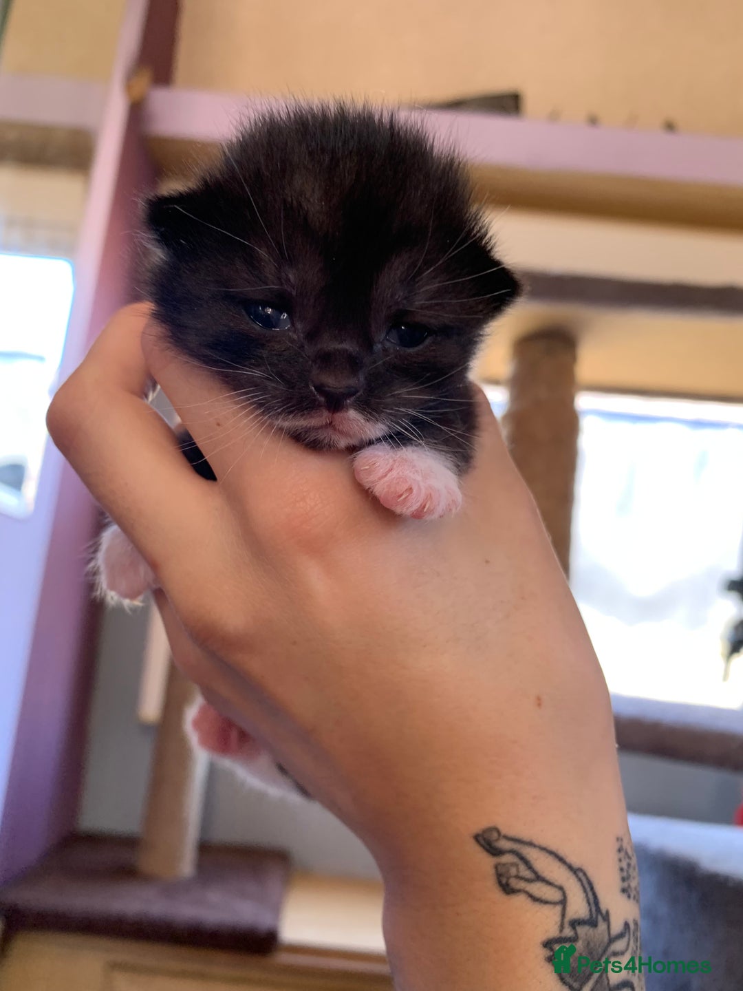Domestic Shorthair cats for sale: Tabby kittens for sale - Image 18
