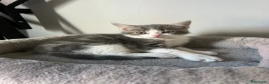 🤍🐾 Kitten 1 grey & white fluffy boy