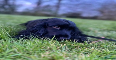 Cockapoo dogs - Advert 2