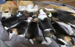 Beagle dogs for sale: Sweet litter of tri-colored beagle - Advert 2