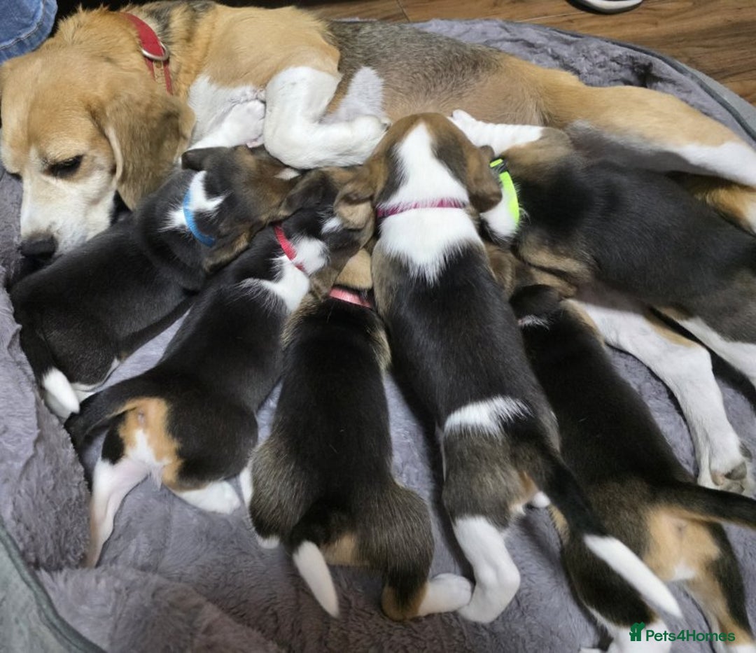 Beagle dogs for sale: Sweet litter of tri-colored beagle - Advert 2
