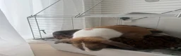 English rabbits for sale: Willow in Liverpool - Advert 5