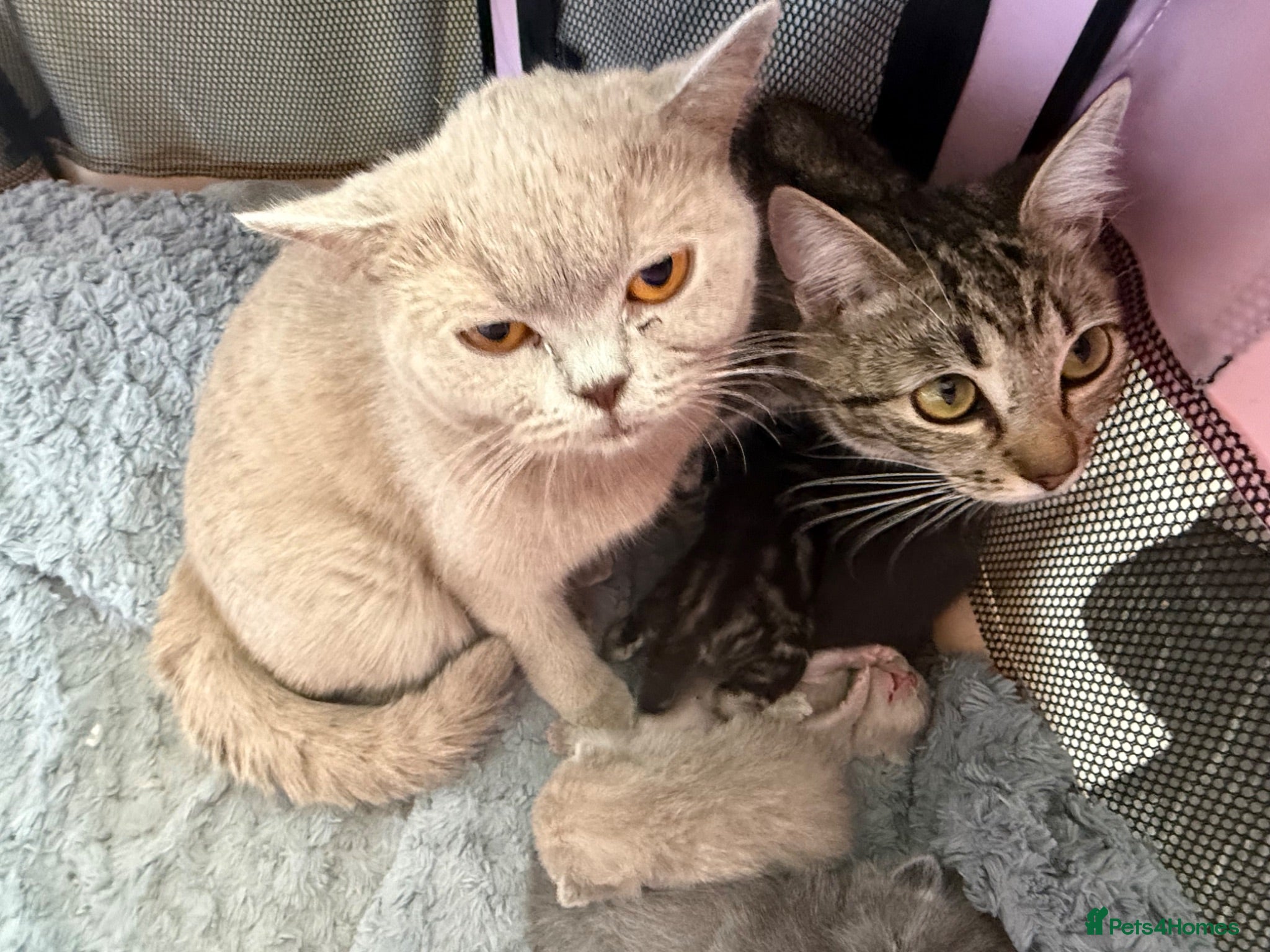 British Shorthair cats British Shorthair  - Advert 15